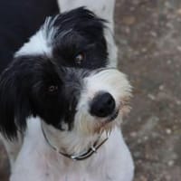 Liebe Fluffy sucht ihre Familie 👪💖, Hündin zur Adoption