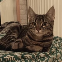 ALFI, chat à adopter