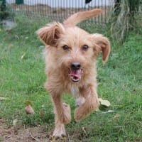 VIC, chien à adopter