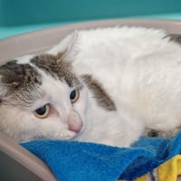CHOUPETTE, chatte à adopter