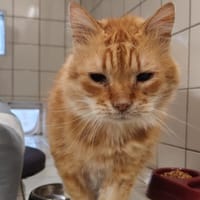 PILOU, chat à adopter