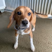 Léo, chien à adopter
