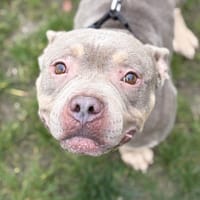 ODIN, chien à adopter