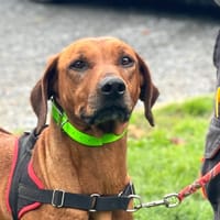OLUCHI, chienne à adopter
