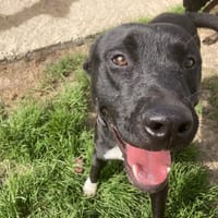 SOLKA, chien à adopter