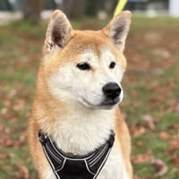 PIXEL, chien à adopter