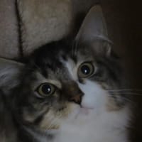 GINETTE, chatte à adopter