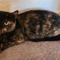 Rukia, chatte à adopter