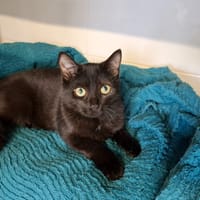 Connie, chat à adopter