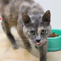 BELLA, chatte à adopter