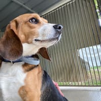 Ceasar, chien à adopter