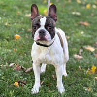 Gosby CAA14268, chien à adopter