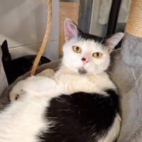 Ti'punch, chat à adopter