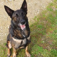 PACO OAA19885, chien à adopter