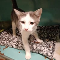 ARTHUR CT, chat à adopter