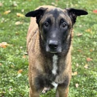 Rex CAA14265, chien à adopter