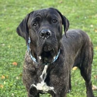 Valko CAA14264, chien à adopter