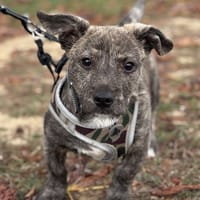 CHIPO, chien à adopter