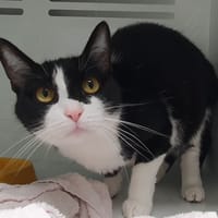 NERUDA CHA, chatte à adopter