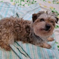 VICKY, chienne à adopter