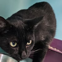 MYSTERE C, chat à adopter