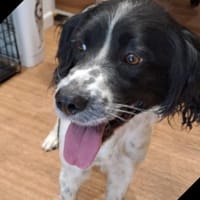 CHARLY, chien à adopter
