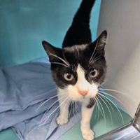 MAGIC C, chat à adopter