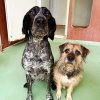 SMOKY, chienne à adopter