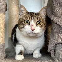 CHOCO, chat à adopter