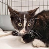 FRODON, chat à adopter