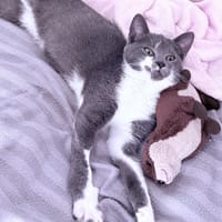 MINETTE, chatte à adopter