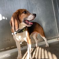 Dante, chien à adopter