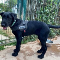 TITOU PAA23081, chien à adopter