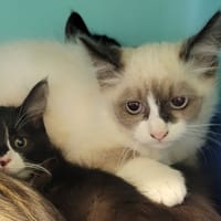 Pititruc, chat à adopter