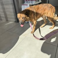 HORUS, chien à adopter