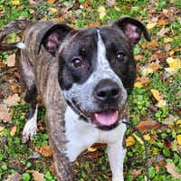 JOEY, chien à adopter