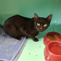 Pimms, chat à adopter