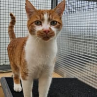 MIMI, chat à adopter