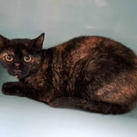 MONIQUE QCT, chatte à adopter