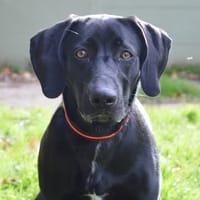 NALA CHAO, chienne à adopter