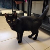 Sasha, chat à adopter