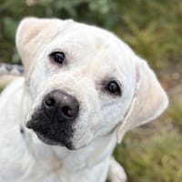 CUTY, chienne à adopter