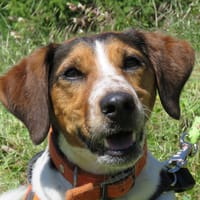 Lucky, chien à adopter