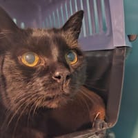 Happy, chatte à adopter