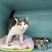 MICKEY, chat à adopter