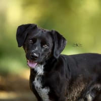 RENZO, chien à adopter