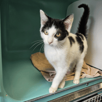 SORTILEGE C, chat à adopter