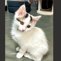 AMBRE, chatte à adopter