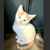 AMANDE, chat à adopter