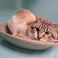 MARTIN QCT, chat à adopter